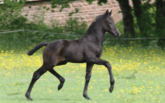 Mutter von Senna, Gracia