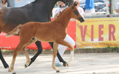 Fohlen 2018 von Bonita, Don Douro