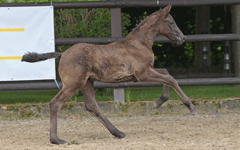 Fohlen 2022 von Bonita, La Nina