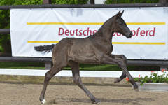 Fohlen 2021 von Bonita, La Verne