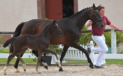Fohlen 2025 von Bonita, Veynau