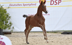 Fohlen 2022 von Cara, Le Beaux