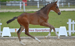 Hengstfohlen 2020 von Simply Senna, Corvus
