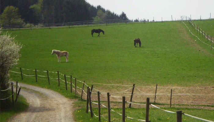 Stall, Ausssenboxe, Paddocks