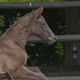 La Niña Galopp 