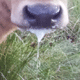 Kalb
