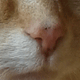 Pferde