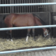 Stall Idylle